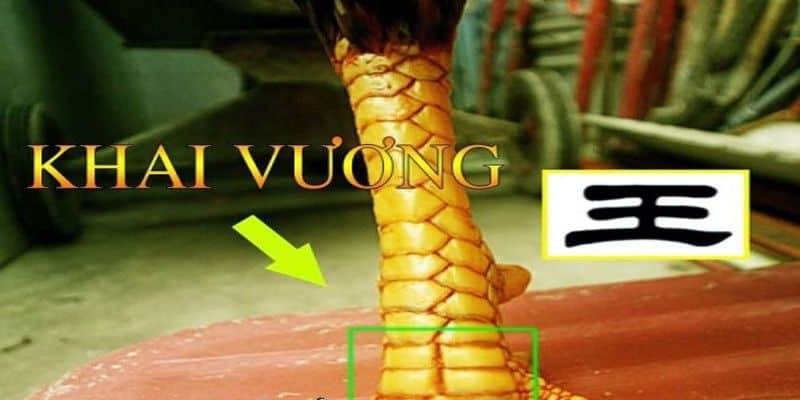 Vảy gà khai vương