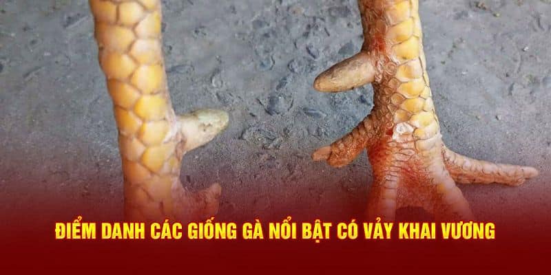 Giới thiệu vảy gà khai vương